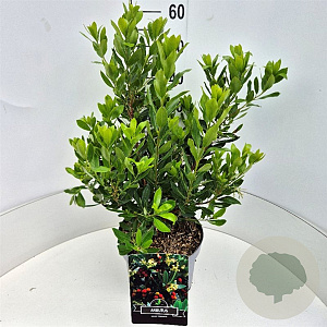 Arbutus unedo 'Compacta' 50-60 cm 20L
