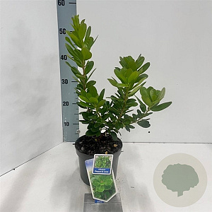 Arbutus unedo Peace & Love 20-25 cm 2,0L