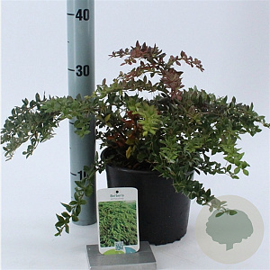 Berberis verruculosa 25-30 cm 2,0L