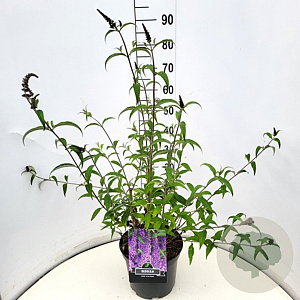 Buddleja d. 'Ile de France' 80-100 cm 10L