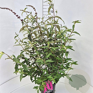 Buddleja d. 'Royal Red' 80-100 cm 10L