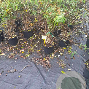 Buddleja d. 'Royal Red' 80-100 cm 10L