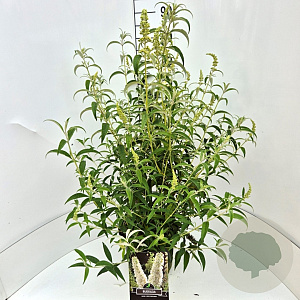 Buddleja d. 'White Profusion' 80-100 cm 10L
