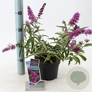 Buddleja Free Petite Tutti Fruitti 20-25 cm 2,0L