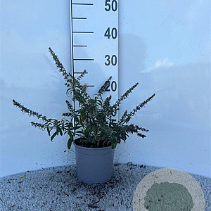 Buddleja 'White Ball' 25-30 cm 2,0L