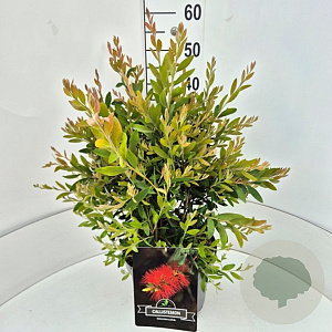 Callistemon rugulosus 40-50 cm 10L