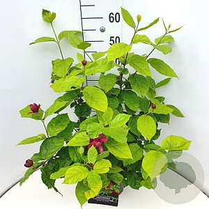 Calycanthus r. 'Hartlage Wine' 80-100 cm 10L