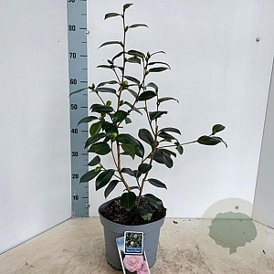 Camellia j. 'Nuccio's Pearl' 60-70 cm 5,0L