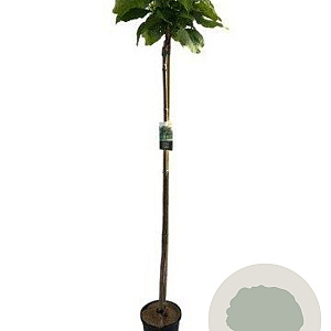 Catalpa bignonioides 'Nana' 180 cm stam 20L 8-10