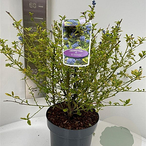 Ceanothus El Dorado 30-40 cm 5,0L