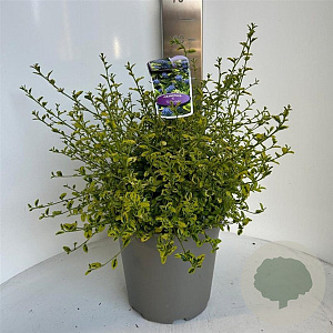 Ceanothus El Dorado 40-50 cm 10L