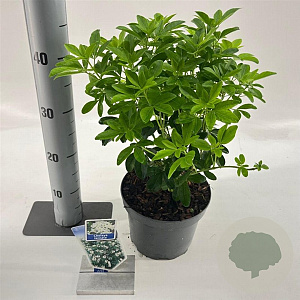 Choisya ternata 20-25 cm 3,0L