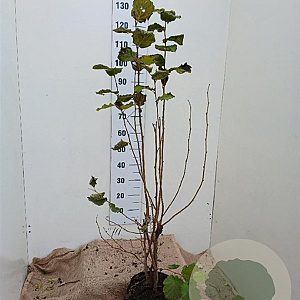 Corylus avellana 100-125 cm 7,5L solitair