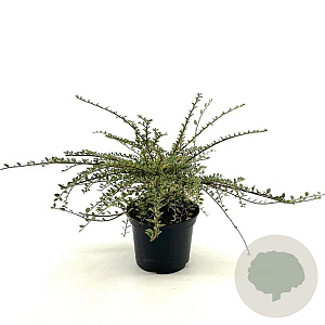 Cotoneaster atrop. 'Variegatus' 25-30 cm 2,0L