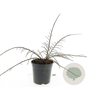 Cotoneaster atrop. 'Variegatus' GM C1.3