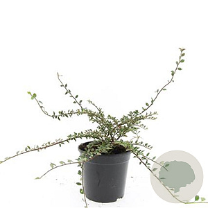 Cotoneaster atrop. 'Variegatus' GM C1.3