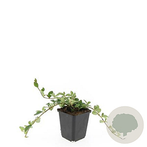 Cotoneaster dam. 'Major' GM P9