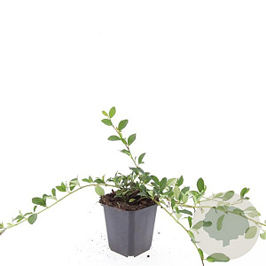 Cotoneaster dam. 'Major' GM P9