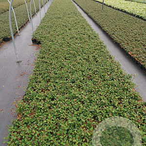 Cotoneaster dam. 'Major' GM P9