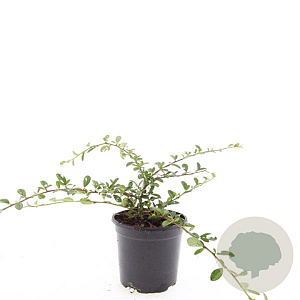 Cotoneaster dam. 'Miranda' GM C1.3