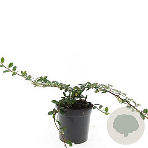 Cotoneaster dam. 'Miranda' GM C1.3