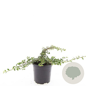 Cotoneaster dam. 'Mooncreeper' GM C1.3