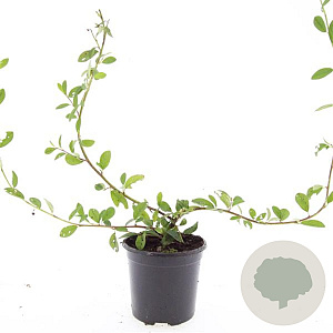 Cotoneaster dam. 'Schoon' GM C1.3