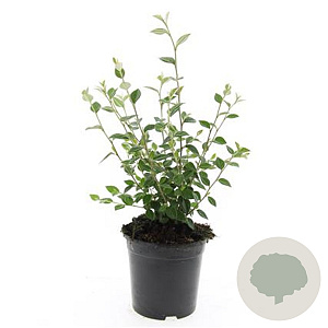 Cotoneaster franchetii GM C1.3