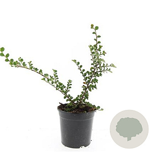 Cotoneaster nanshan 'Boer' GM C1.3