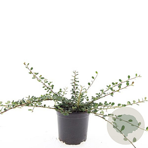 Cotoneaster pr. 'Queen of Carpets' GM C1.3