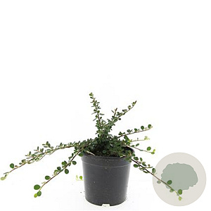 Cotoneaster pr. 'Queen of Carpets' GM C1.3