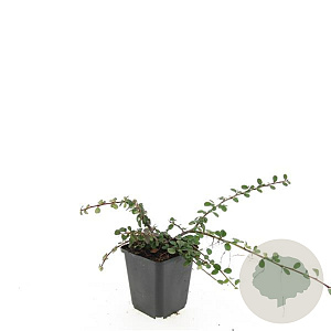 Cotoneaster pr. 'Queen of Carpets' GM P9