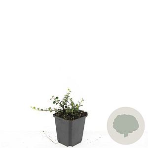 Cotoneaster pr. 'Queen of Carpets' GM P9