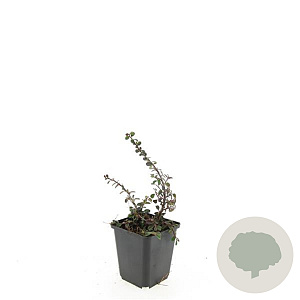 Cotoneaster pr. 'Streib's Findling' GM P9