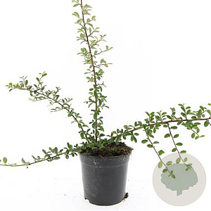 Cotoneaster suec. 'Skogholm' GM C1.3