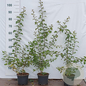 Crataegus monogyna 60-80 cm 2,0L