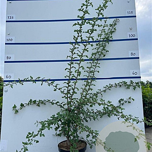 Crataegus monogyna 150-175 cm 7,5L Gestokt