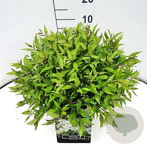 Deutzia gracilis 'Nikko' 40-50 cm 10L
