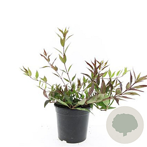 Deutzia gracilis 'Nikko' GM C1.3