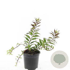 Deutzia gracilis 'Nikko' GM C1.3