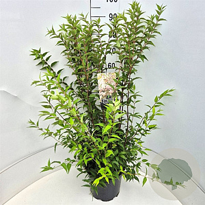 Deutzia rosea 80-100 cm 10L