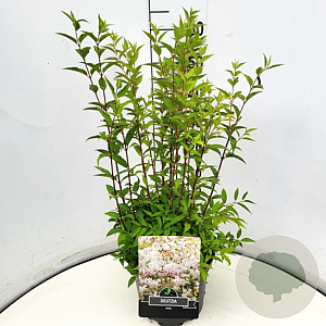 Deutzia rosea 80-100 cm 10L