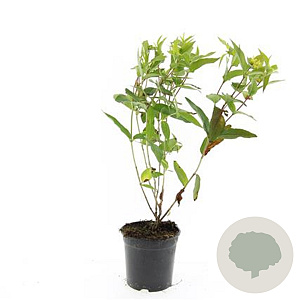 Diervilla lonicera 'Dilon' GM C1.3