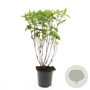 Diervilla sessilif. 'Butterfly' GM C1.3