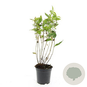 Diervilla sessilif. 'Butterfly' GM C1.3