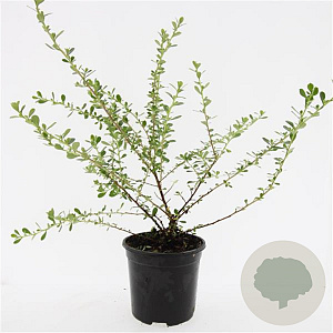 Escallonia 'Donard Seedling' GM C1.3