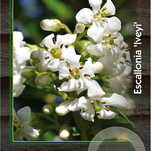 Escallonia 'Iveyi' 30-40 cm 3,0L