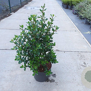 Escallonia 'Iveyi' 60-80 cm 10L