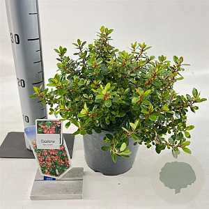 Escallonia 'Red Dream' 30-40 cm 3,0L