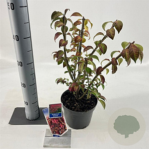 Euonymus alat. 'Compactus' 25-30 cm 2,0L